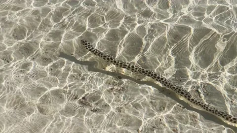 Young Leopard Moray Eel swimming near the beach in Rurutu Island Stock-Footage 201490079