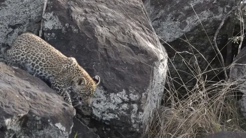 Young Leopard Moves Down Rocks And Drinks Video stock 70606723