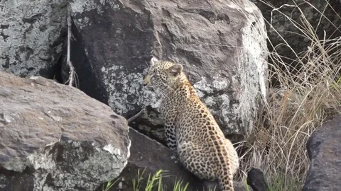 Young Leopard Moves On Rocks 動画素材 70607114