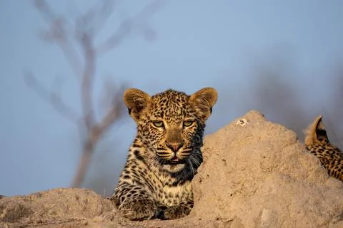 A young leopard, Panthera pardus, resting on a mound. Stock Photos