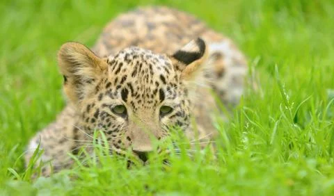 Young leopard 写真素材