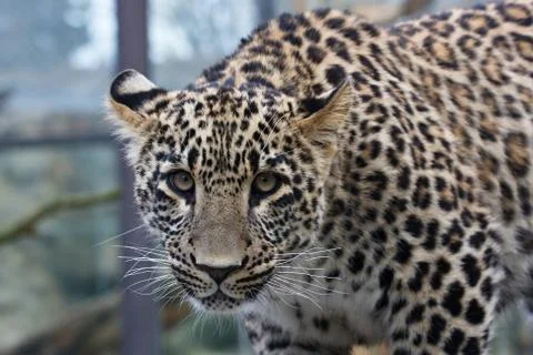 Young leopard Stock Photos