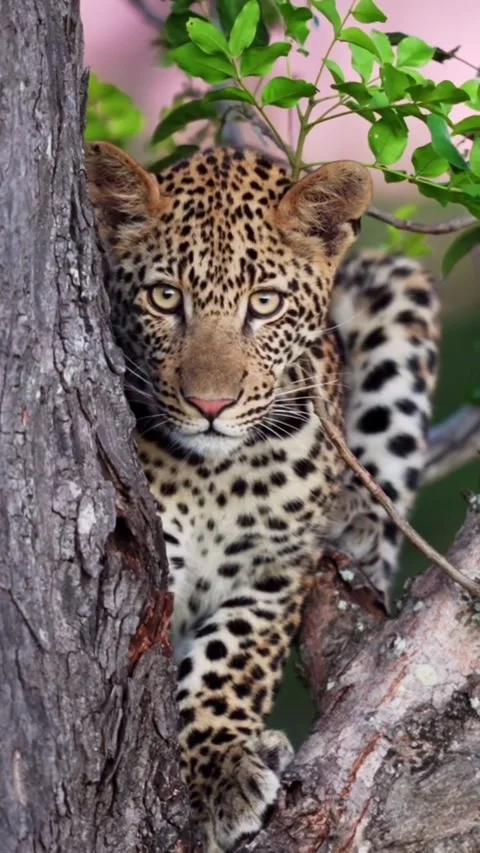Young leopard resting in a tree in the african wilderness Stock Footage 335248101