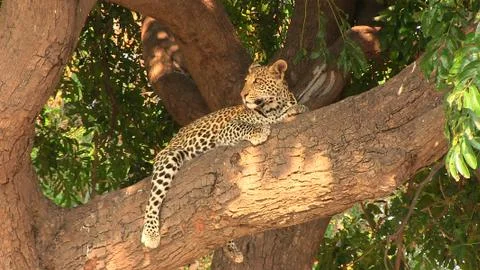 Young leopard resting on the tree in Chobe National Park Stock Photos
