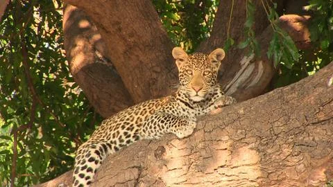 Young leopard resting on the tree in Chobe National Park Stock Photos