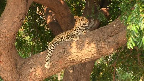 Young leopard resting on the tree in Chobe National Park Stock Photos