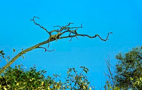 Young leopard resting on the tree in Chobe National Park Stock Photos