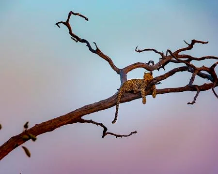Young leopard resting on the tree in Chobe National Park Stock Photos