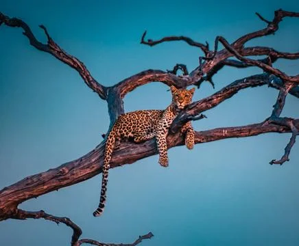 Young leopard resting on the tree in Chobe National Park Stock Photos