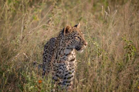 Young Leopard standing in the grass. Stock Photos