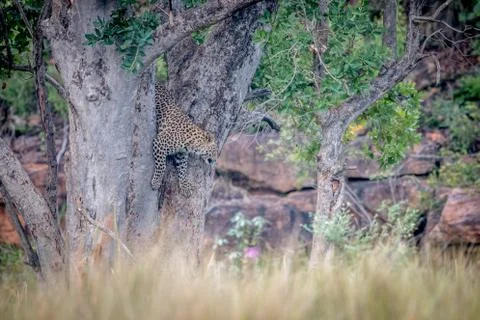 Young Leopard trying to get out of a tree. Stock Photos