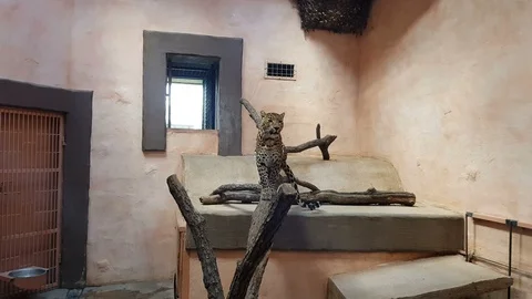 Young leopard walking around in closed confinement, animal locked in zoo Stock Footage 95178295