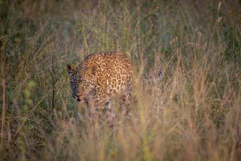 Young Leopard walking in the high grass. Stock Photos
