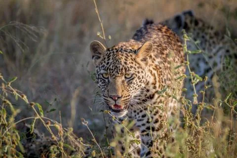 Young Leopard walking towards the camera. Stock Photos