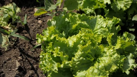 Young lettuce Stock Footage 126776584