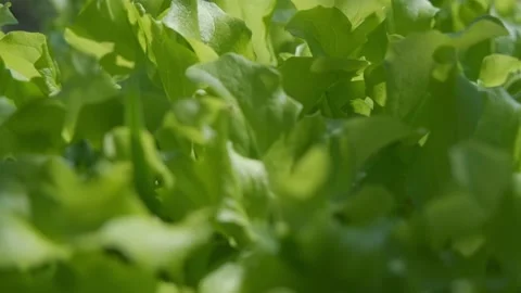 Young lettuce in the garden close-up. Growing lettuce leaves close-up Stock Footage 194583350