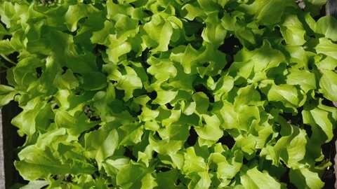 Young lettuce in the garden. Growing lettuce leaves. Ecological food. Growing yo Vídeos de archivo 192536433