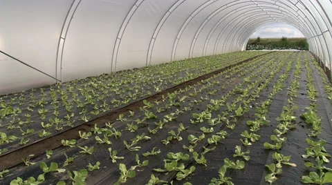 Young lettuce in the greenhouse Stock Footage 44265598