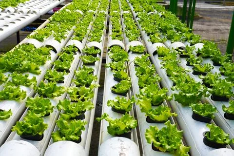 Young lettuce growing using the hydroponic method Stock Photos