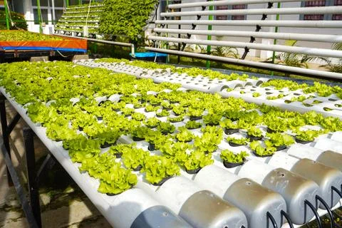 Young lettuce growing using the hydroponic method Stock Photos