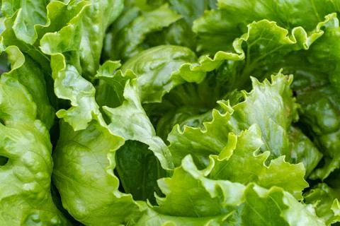 Young lettuce head Stock Photos