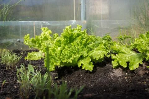 Young lettuce leaves in a garden bed Stock Photos