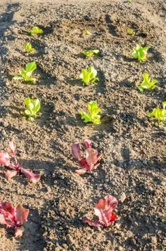 Young lettuce plants on a garden patch Foto stock