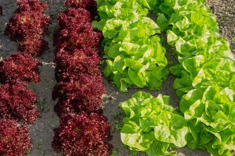 Young lettuce plants on a garden patch Stock Photos