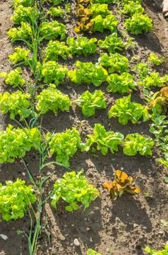 Young lettuce plants on a garden patch Stock Photos