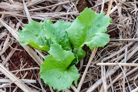 Young lettuce sprouts Stock Photos