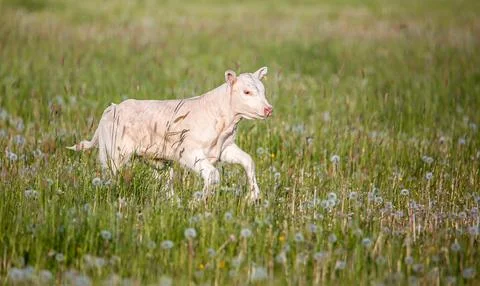 Young Light Colored Calf Walking in a Field of Tall Grass and Dandelions Stock Photos