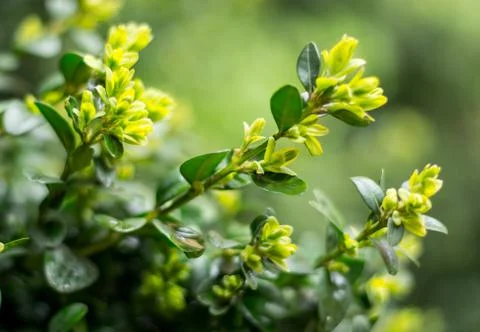 Young light green branches Stock Photos