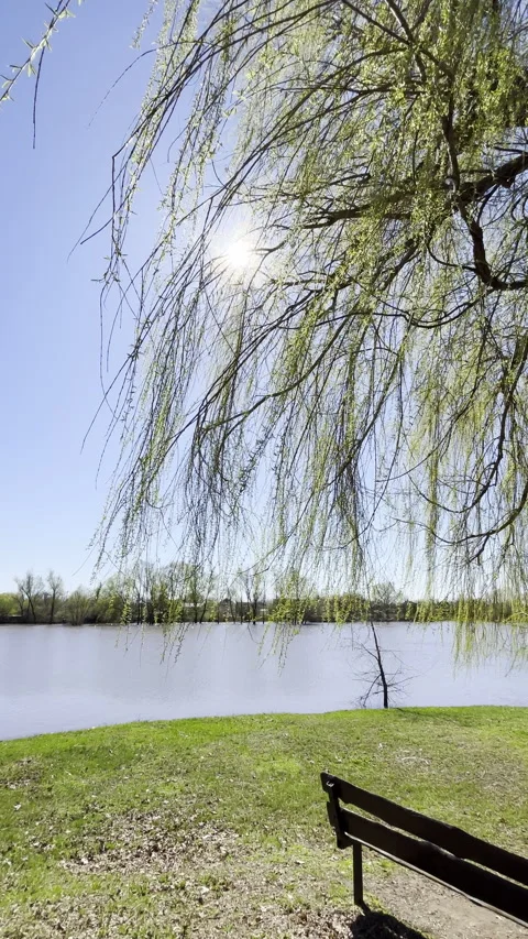 Young light green willow leaves flutter in the breeze Video stock 336458763