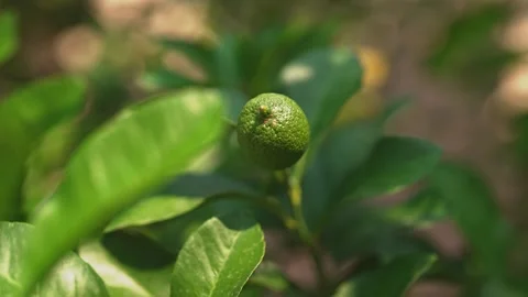 Young lime growing on citrus tree. Stock Footage 346379773
