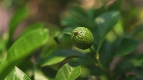 Young lime growing on citrus tree. Stock Footage 346379783