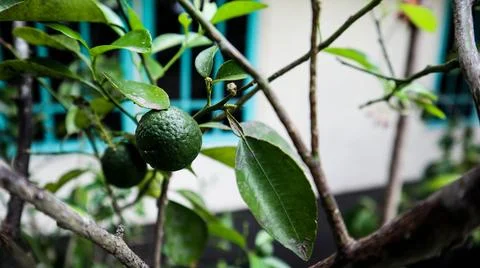 A young lime hanging from its tree, still green and unripe, surrounded by l.. Foto stock