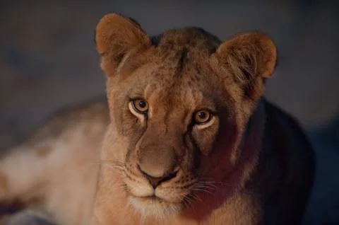 Young lion close up Stock Photos