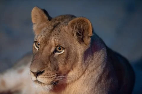 Young lion close up Stock-Fotos