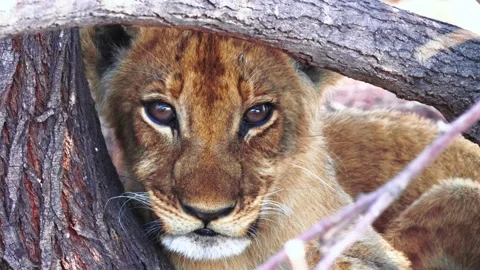 Young lion cub resting between tree branches looking directly into camera with Stock Footage 340951913