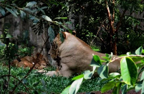 Young Lion cub sleeping while mother looking after it in bushes Stock Photos