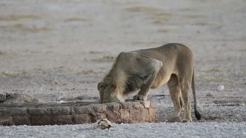 Young lion drinking water Stock Footage 80450091