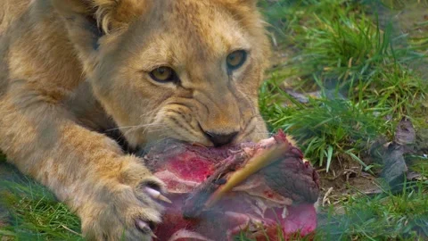 A young lion eating Stock Footage 274574018