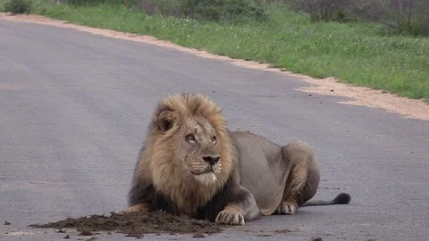 Young lion eats elephant dung Stock Footage 126118088
