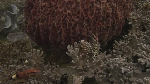 Young lion fish resting on a patch of hard coral in slow motion in 4k Vídeos de archivo 327690014