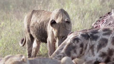 Young lion giraffe hunt Stock Footage 301907220