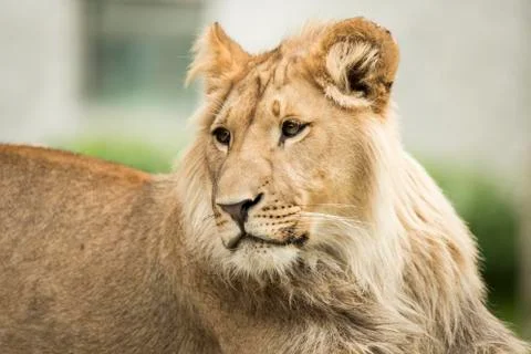 Young lion, headshot Stock Photos