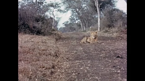 Young lion laying down on a sandy road, looking around, south africa, 1939 Vídeo Stock 132319702