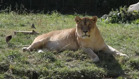 Young Lion looking at the camera, Panthera leo Video stock 10559540