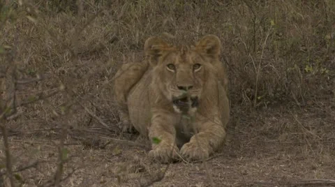 Young lion, lying and panting Stock Footage 12646248