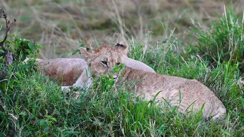 A young lion lying down in the forest Stock Footage 222789313